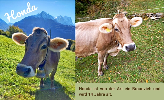 Honda ist von der Art ein Braunvieh und wird 14 Jahre alt.  Honda