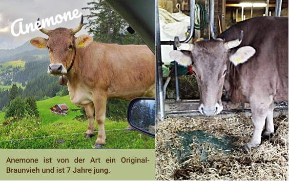 Anemone ist von der Art ein Original-Braunvieh und ist 7 Jahre jung.  Anemone
