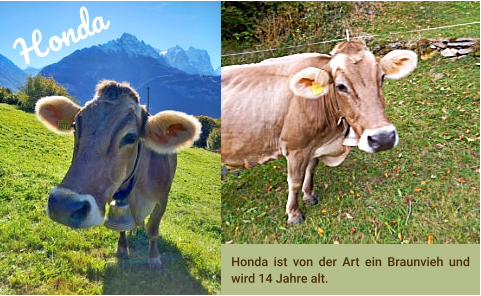 Honda ist von der Art ein Braunvieh und wird 14 Jahre alt.  Honda