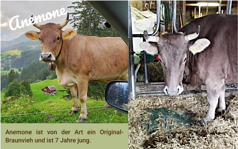 Anemone ist von der Art ein Original-Braunvieh und ist 7 Jahre jung.  Anemone