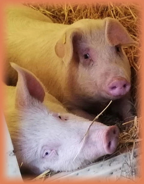 ein Leben in Freiheit und Glück