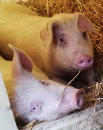 ein Leben in Freiheit und Glück