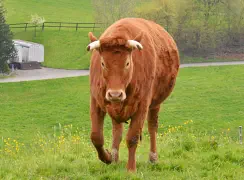 SANJA - Red Holstein / Limousin geb. 30.10.2018  